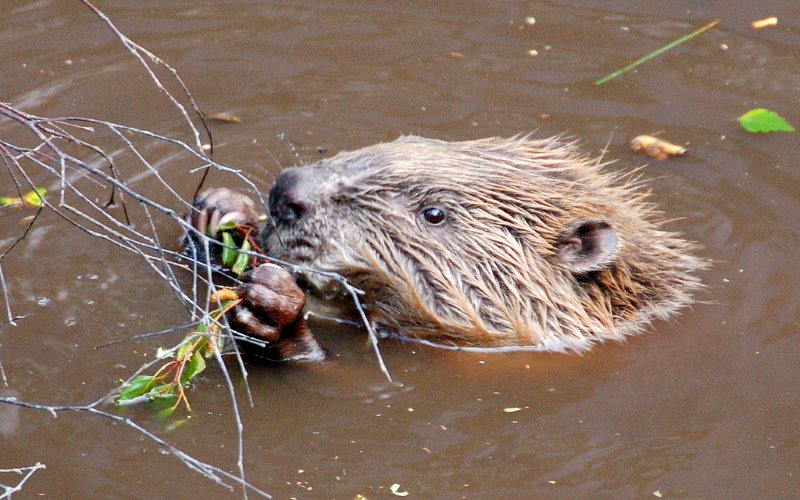 photo of Scotland's wild beavers win legal protection image