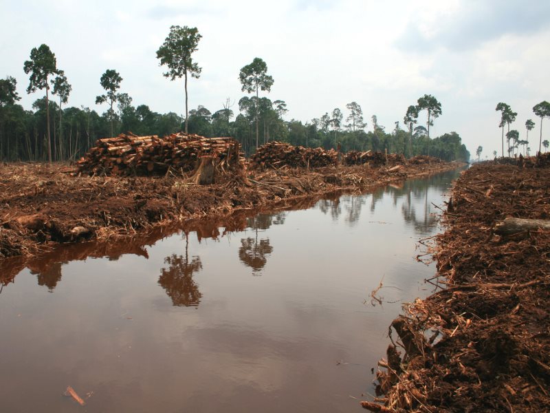 photo of Indonesia's plans to protect its peatland forests are fatally flawed image