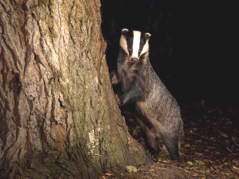 photo of 'You'll never walk alone': highs and lows of badger patrolling against the cull image