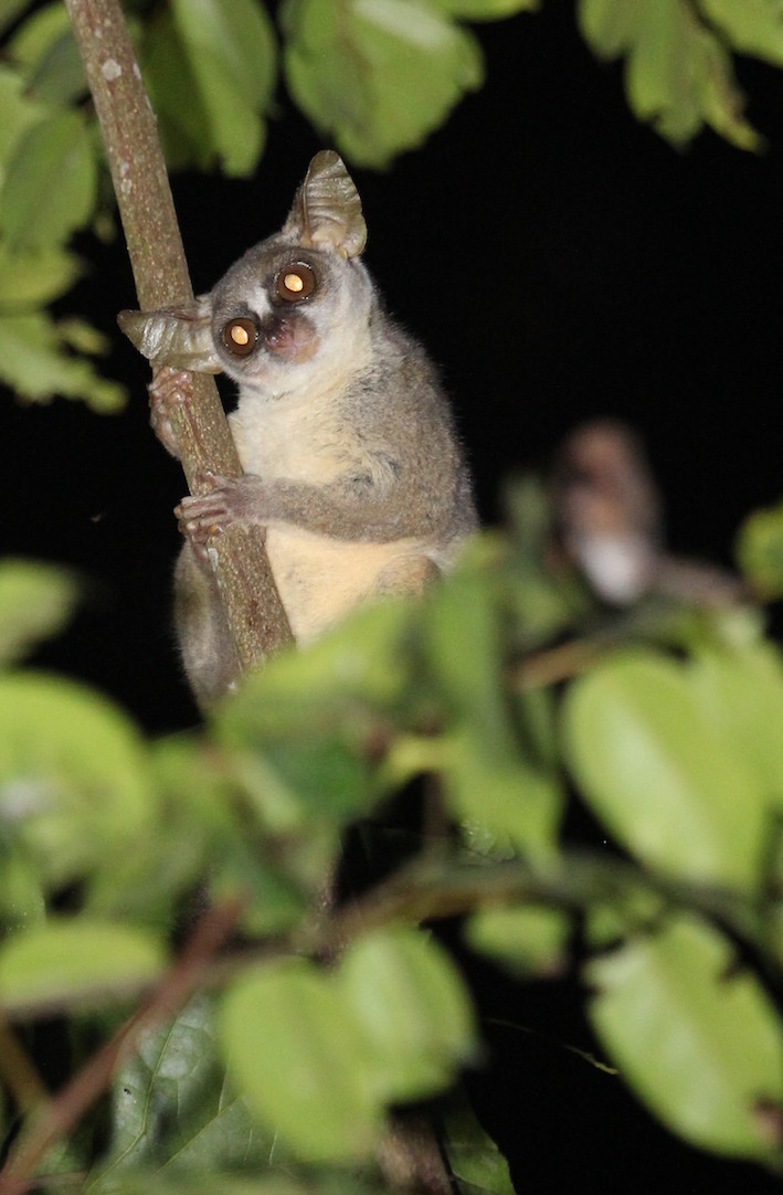 photo of UK researchers discover a new species of primate from Africa's Angolan rainforests image