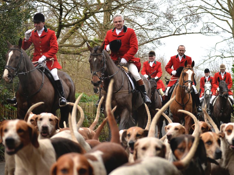 photo of Pity the poor hounds! Bovine TB, foxhounds and the biosecurity black hole image