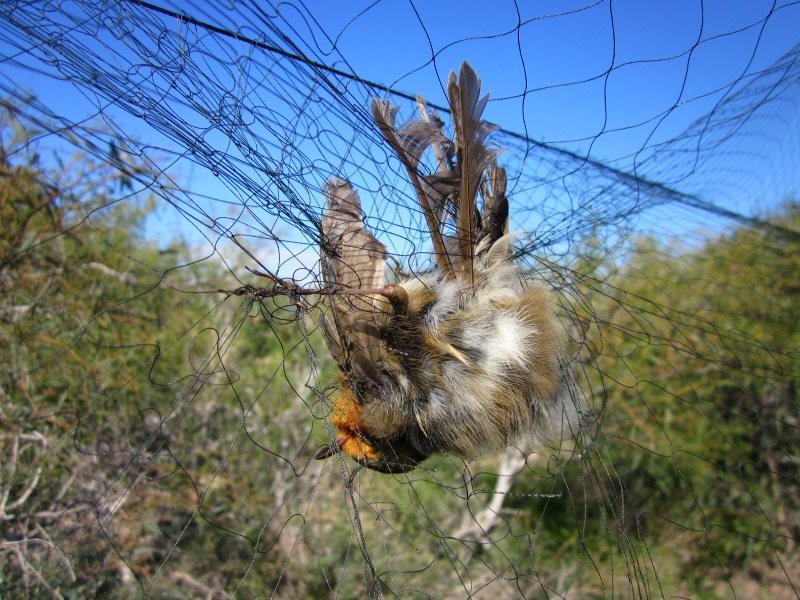 photo of Cyprus: time to crack down on Mediterranean's biggest songbird massacre image