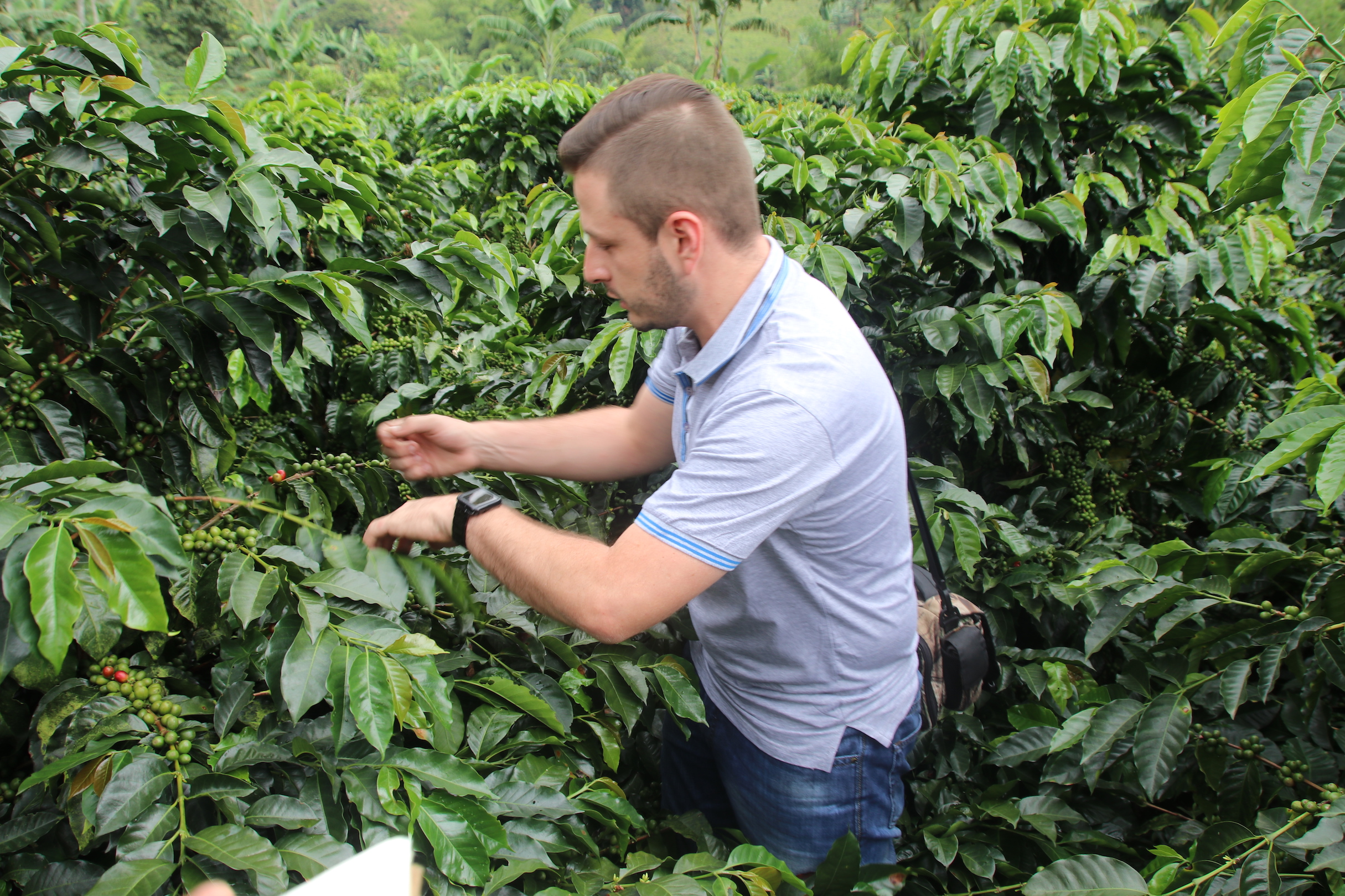 photo of Ecologist Special Report: Colombian Coffee Growers Adapt to a Changing Climate image