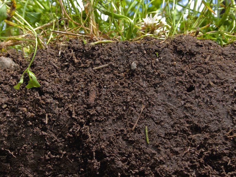 photo of How to feed the world? The answer lies in healthy soils image