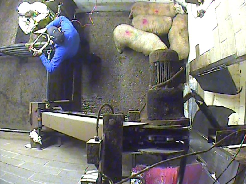 photo of Special Investigation: How bullying and intimidation in abattoirs threatens food safety checks image