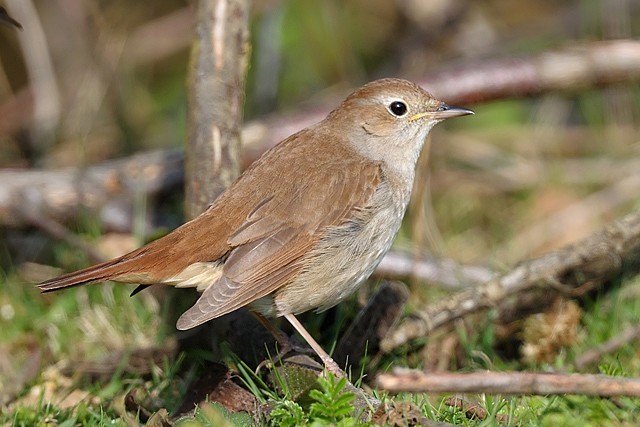 photo of Eleventh hour reprieve for one of the last bastions of nightingales image