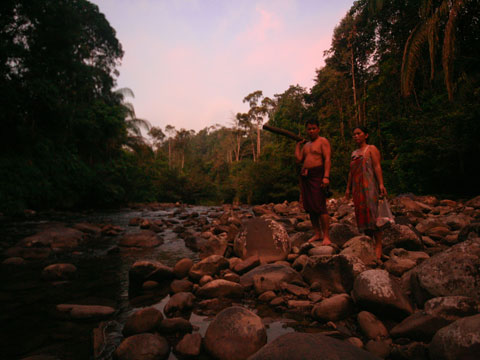 Sarawak forests