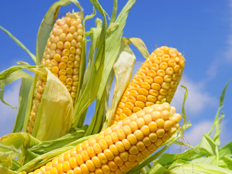 The Séralini study found that GM corn caused tumors in rats. Photo: smereka / Shutterstock.com