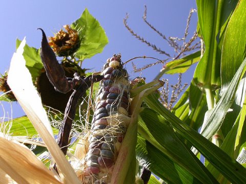 Agroecology in action: common bean, maize, and sunflower in UBC Milpa. Photo: J Hart via Flickr.