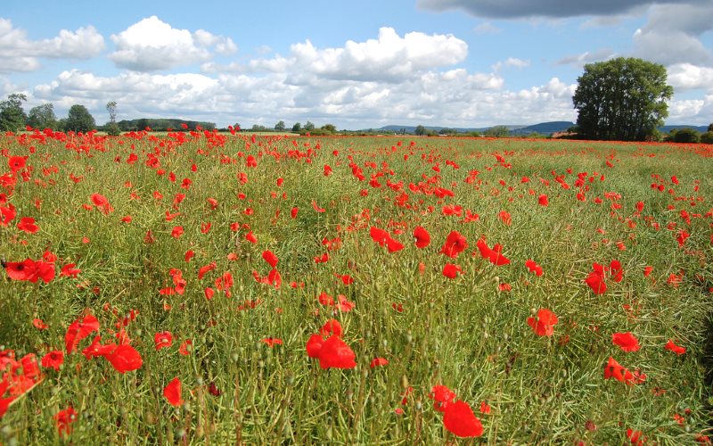 Weeds in farmers' crops - like these poppies in an oilseed rape field near Thirsk - may reduce profit margins - but they are hardly a 'serious danger to plant health'. Photo: James West via Flickr (CC BY-SA).