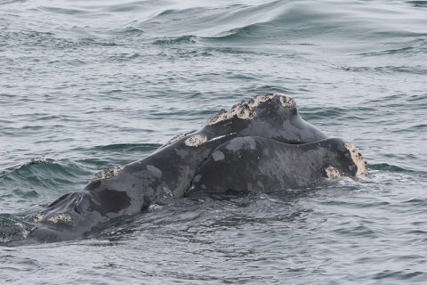 photo of Lawsuit demands 50,000 square mile Atlantic whale sanctuary image
