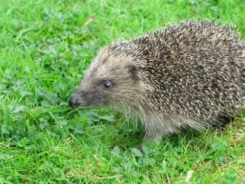 photo of Should we cull our badgers to save our hedgehogs? image