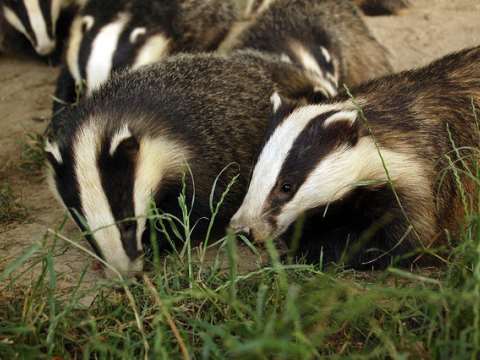 photo of NFU and cull companies out of police control rooms image