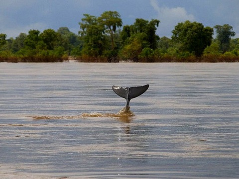 photo of Why freshwater dolphins are among the world’s most endangered mammals image
