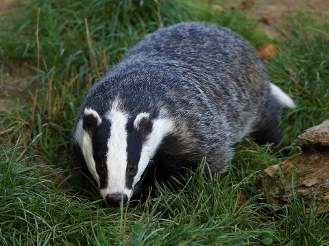 photo of Whistle-blowing monitor reveals: how not to run a badger cull image
