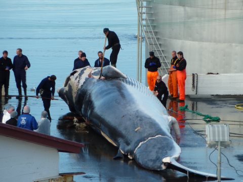 photo of EU leads diplomatic protest against Iceland's whaling image