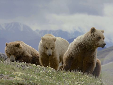 photo of Five ways to stop the world's wildlife vanishing image