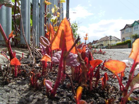 photo of EU turns fire on invasive species already costing €12 billion a year image