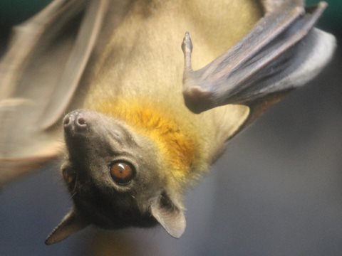 photo of Ebola: don't blame the bats! image