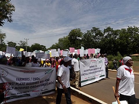 photo of Ghana's farmers battle ‘Monsanto law' to retain seed freedom image