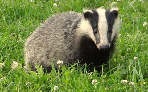 photo of Badger cubs to be shot in new 'summer cull' plan image