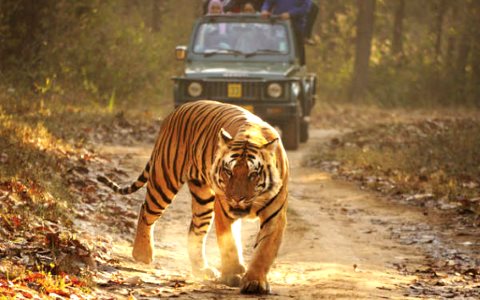 photo of India: 'Jungle Book' tribes illegally evicted from tiger reserve image