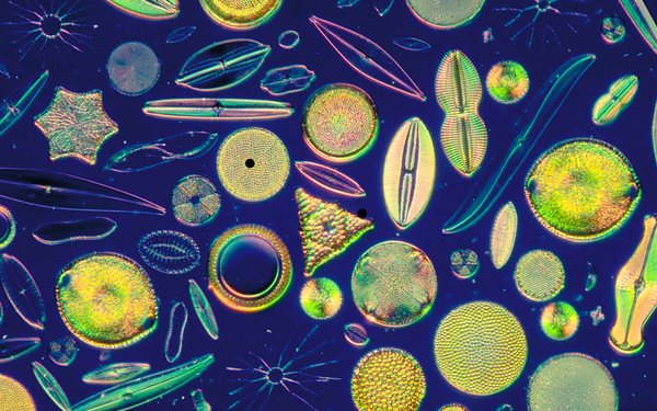 photo of Keystone plankton 'go slow' as ocean acidity rises image