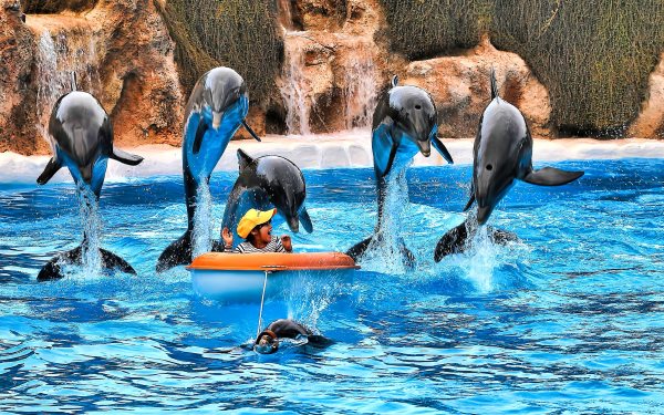 photo of Call goes out for dolphinarium-free Europe image