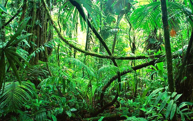 photo of Amazon carbon sink declines as trees grow fast, die faster image