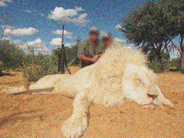 photo of Canned hunting is not protecting wild lions! image