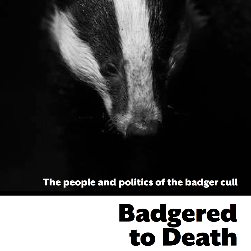 photo of Why are our badgers ‘Badgered to Death'? image