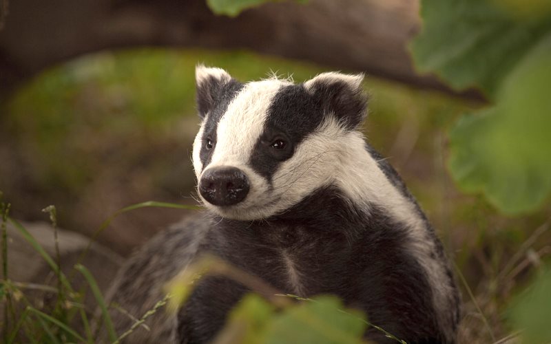 photo of England's £100m badger cull extensions condemned image