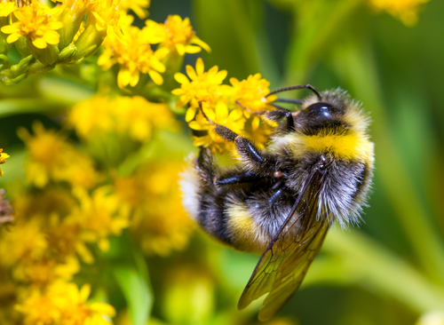 photo of UK public overwhelmingly backs EU rules to protect bees and nature image