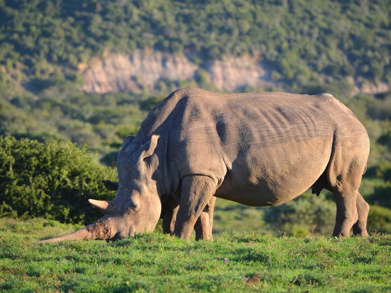photo of To save our rhinos, we need a legal horn trade image