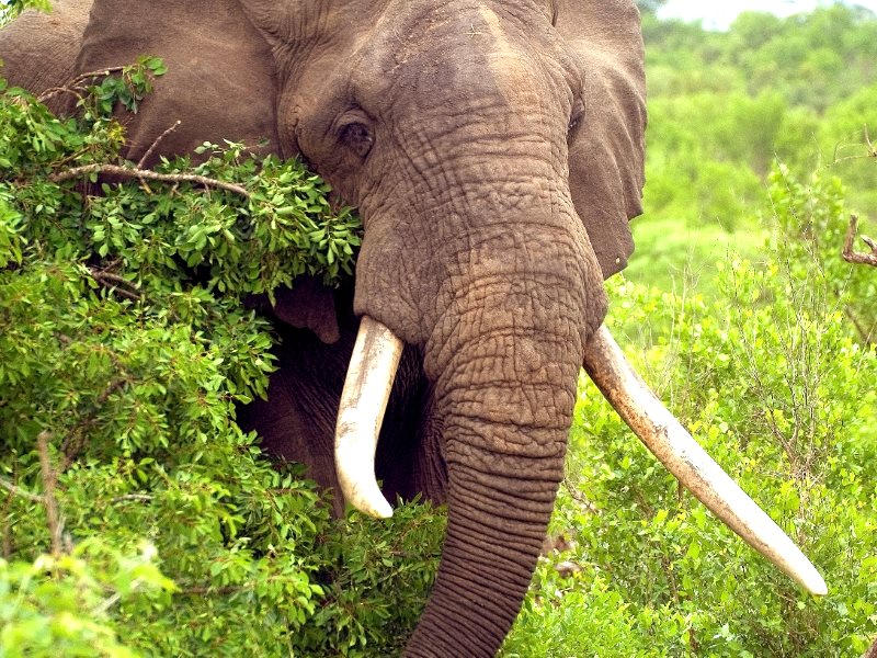 photo of Saving the elephant: don't forget local communities! image
