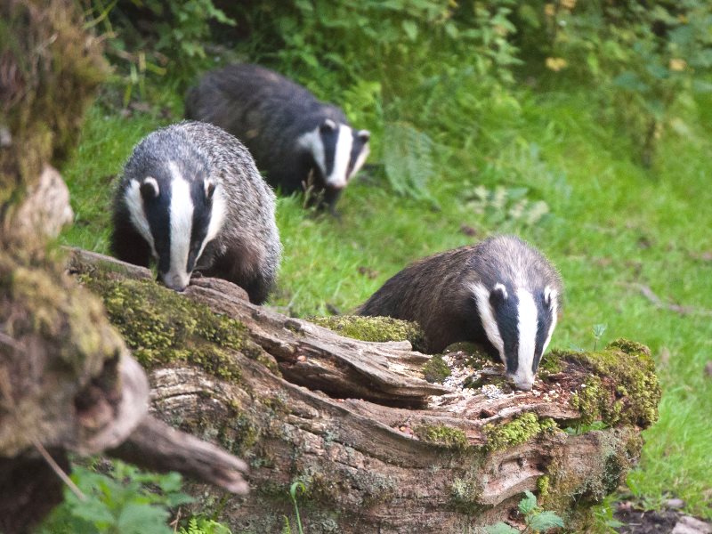 photo of Wales demands 'objective evidence' before killing badgers. Whatever next? image