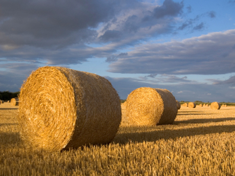 Image result for hay bales