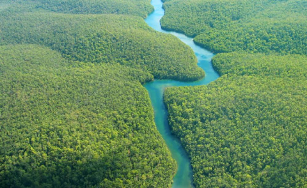 Amazon rainforest
