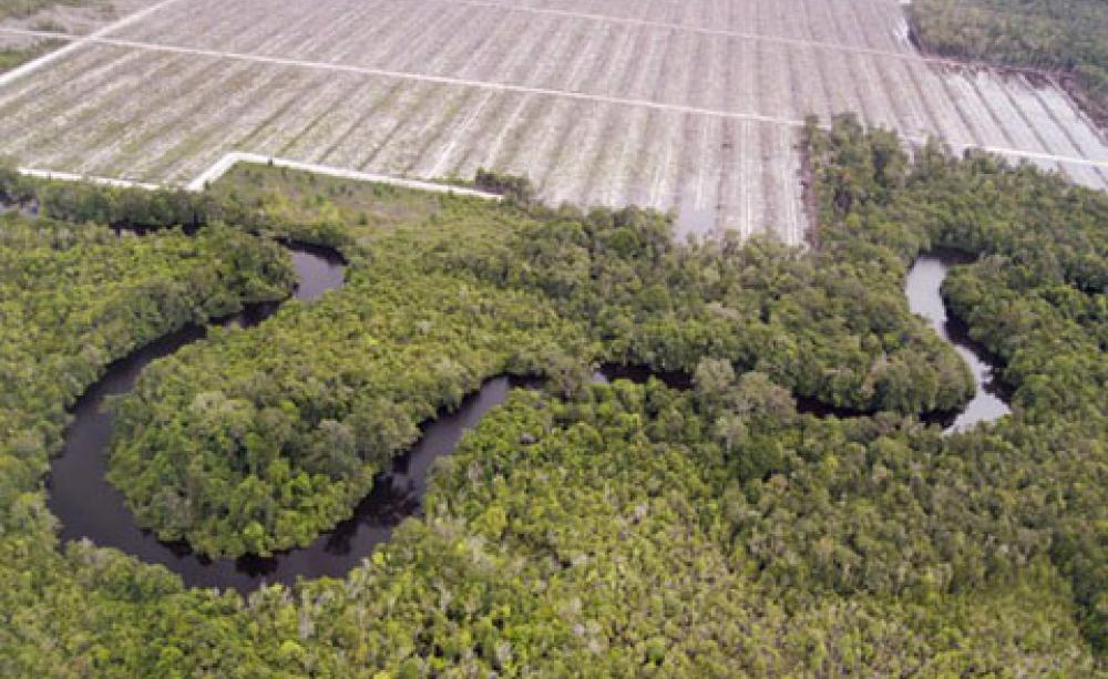 Peatland