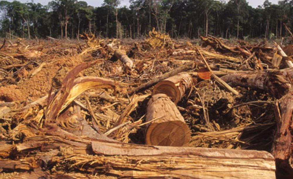 Deforestation