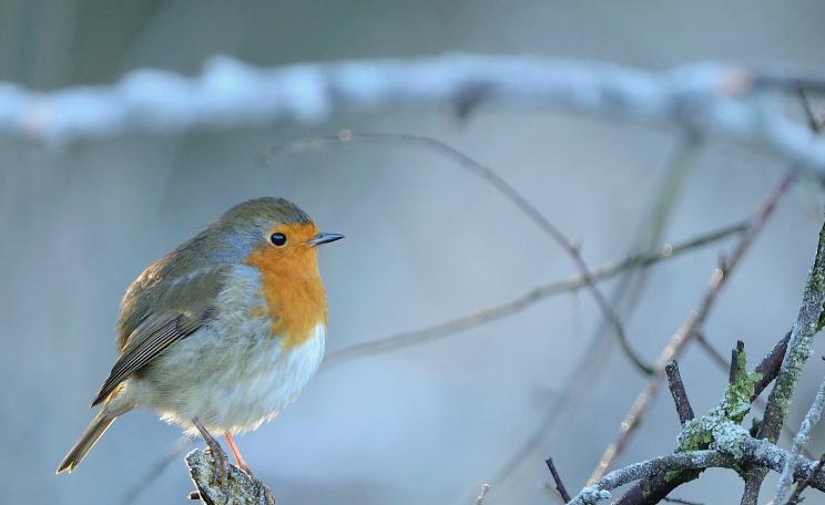 Robin Erithacus rubecula, adult bird perched on branch on frosty morning