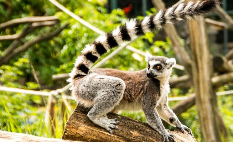 The Lemur Catta Face Lemur is one of many animals endemic to Madagascar, where over 90% of its wildlife is found nowhere else on Earth.