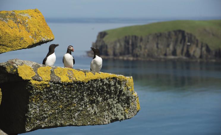 Seabirds on the Shiant Isles