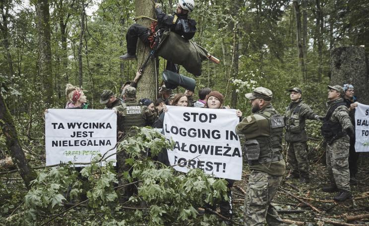 Anti-logging protestors from Greenpeace Poland 