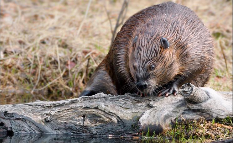 Beaver by a riverbank