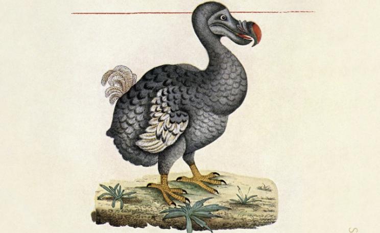 Detail from the cover image of The Re-Origin of Species, featuring an image of a dodo