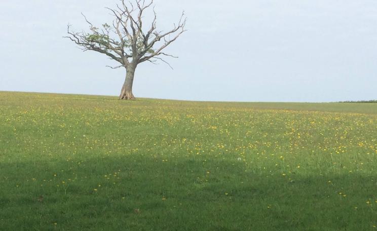 Tree in a field in Devon