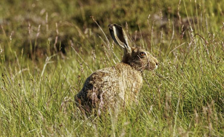 Photograph of a mountain hare