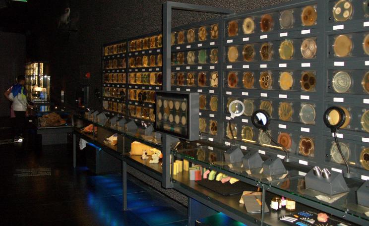 A photograph of a display at the Micropia museum in Amsterdam 