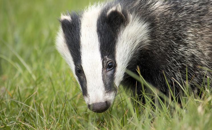 Photograph of a badger